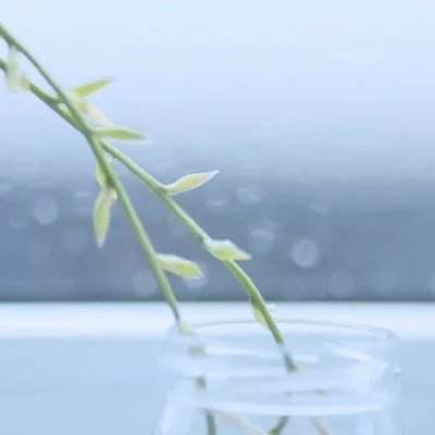 花亦山心之月测试版下载